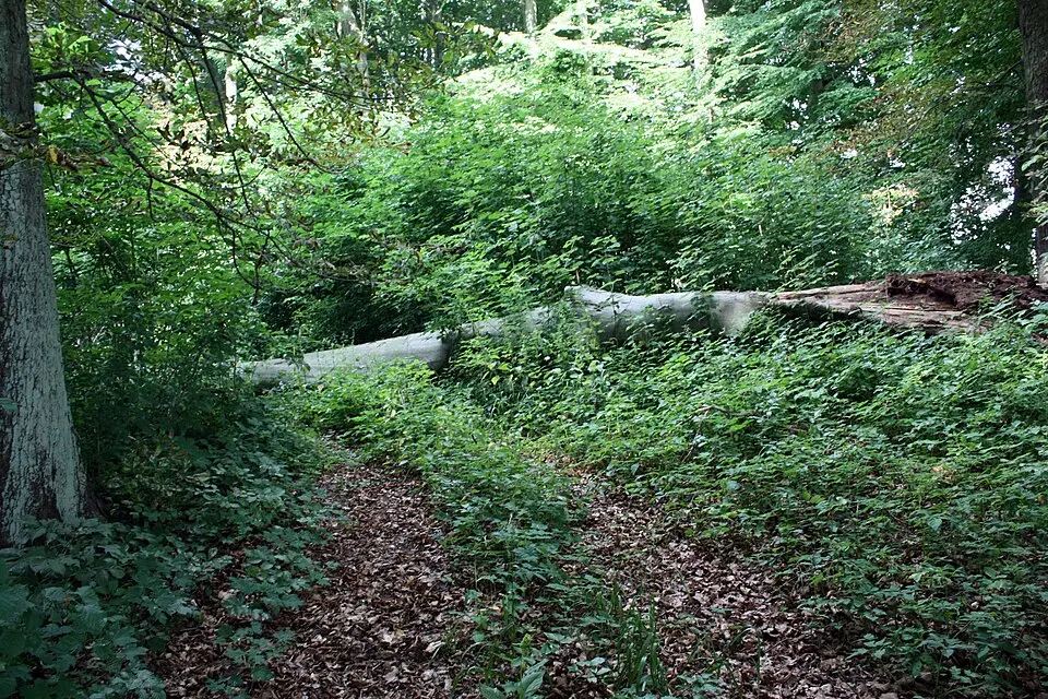 Park pałacowy