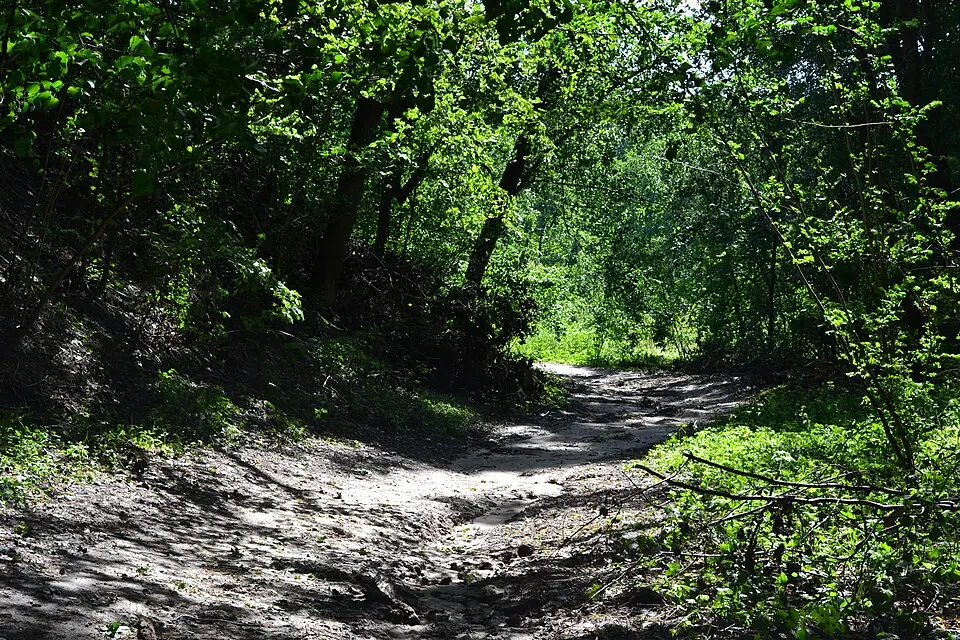 Park pałacowy