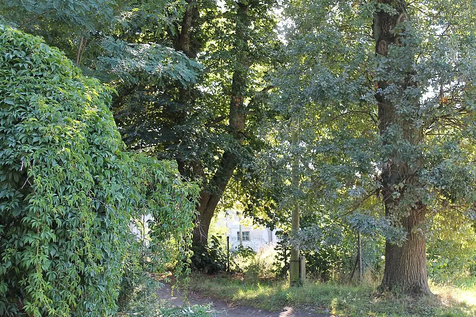 Park pałacowy z alejami dojazdowymi