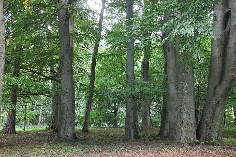 Park pałacowy w Boninie