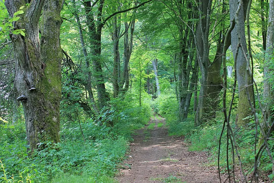 Park pałacowy