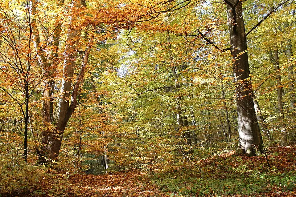 Park pałacowy