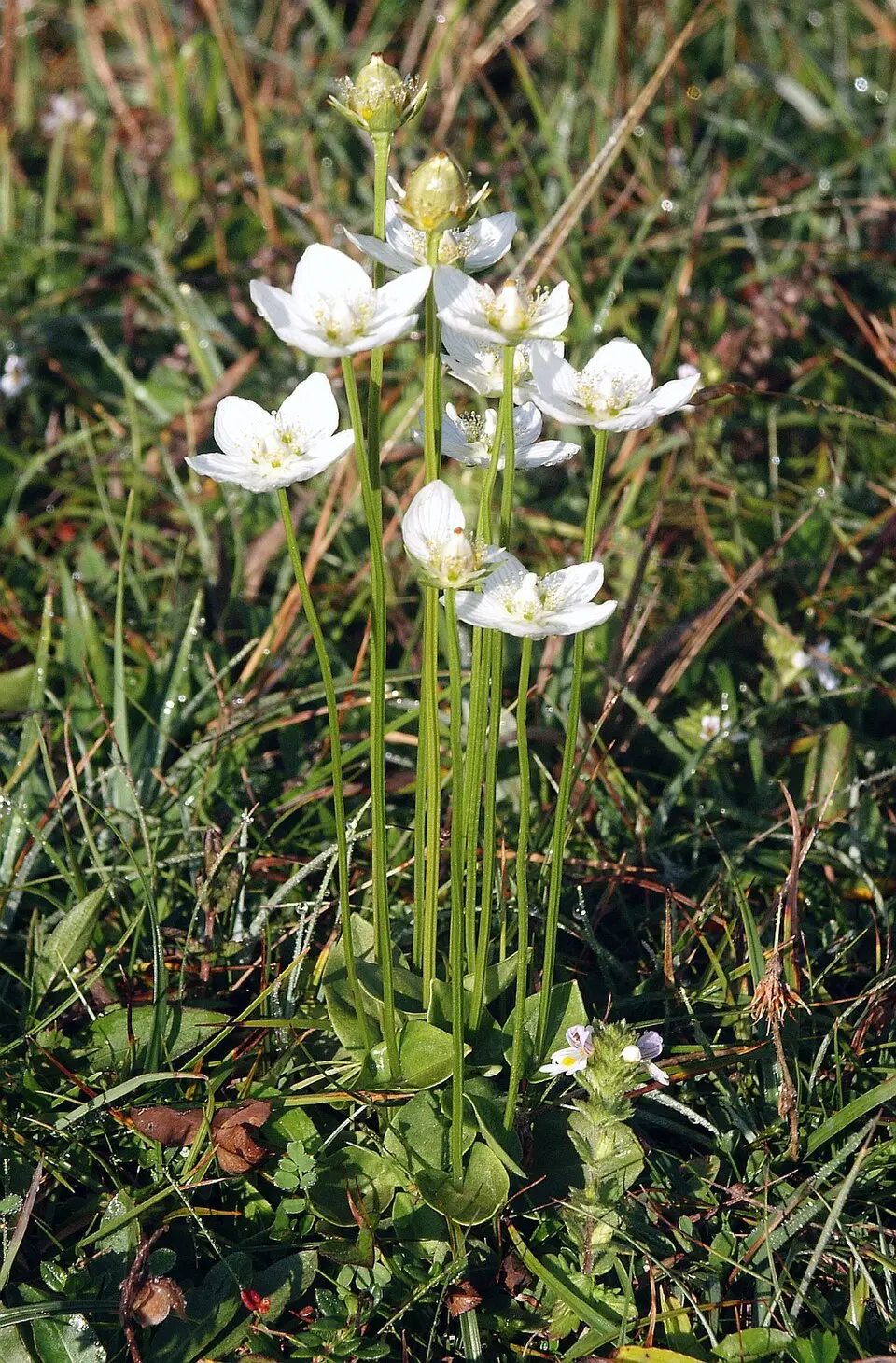 Tingvallamossen