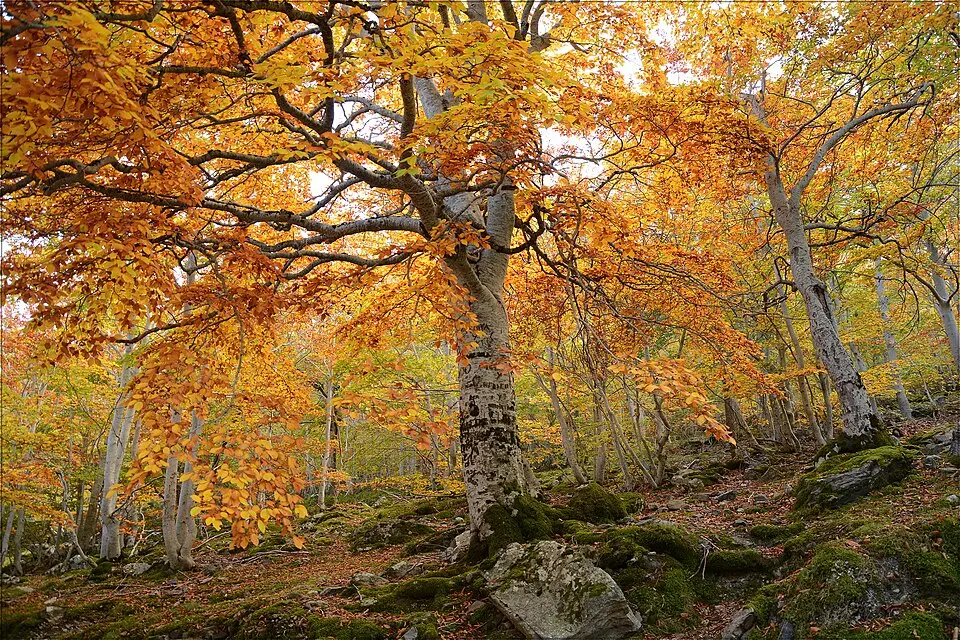 Parque natural del Moncayo