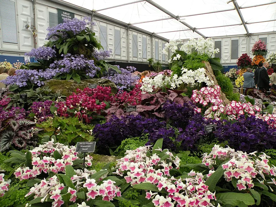 Chelsea Flower Show