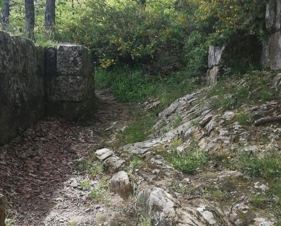 Croccia-Cognato