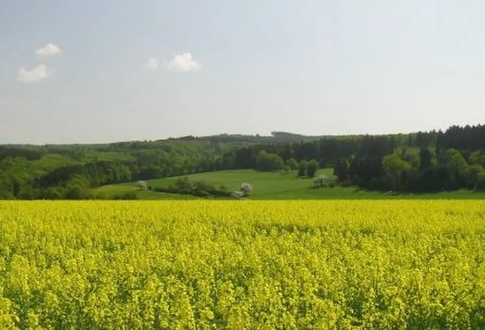 Grauer Kopf
