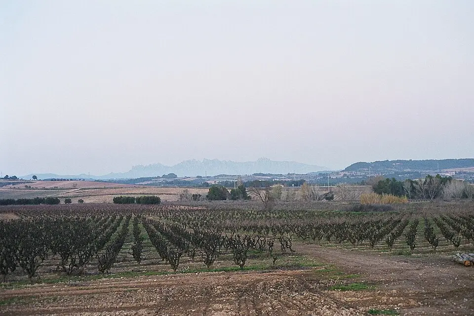 Penedés