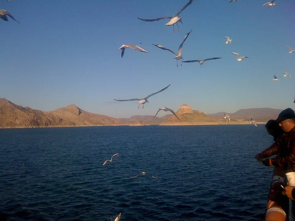 Dorutay