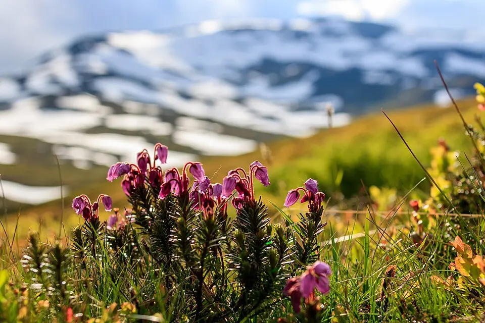 Skåarnja naturreservat