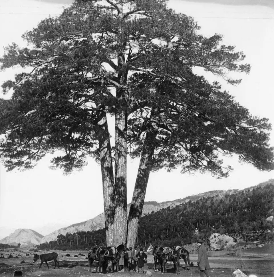 El pino de las tres ramas
