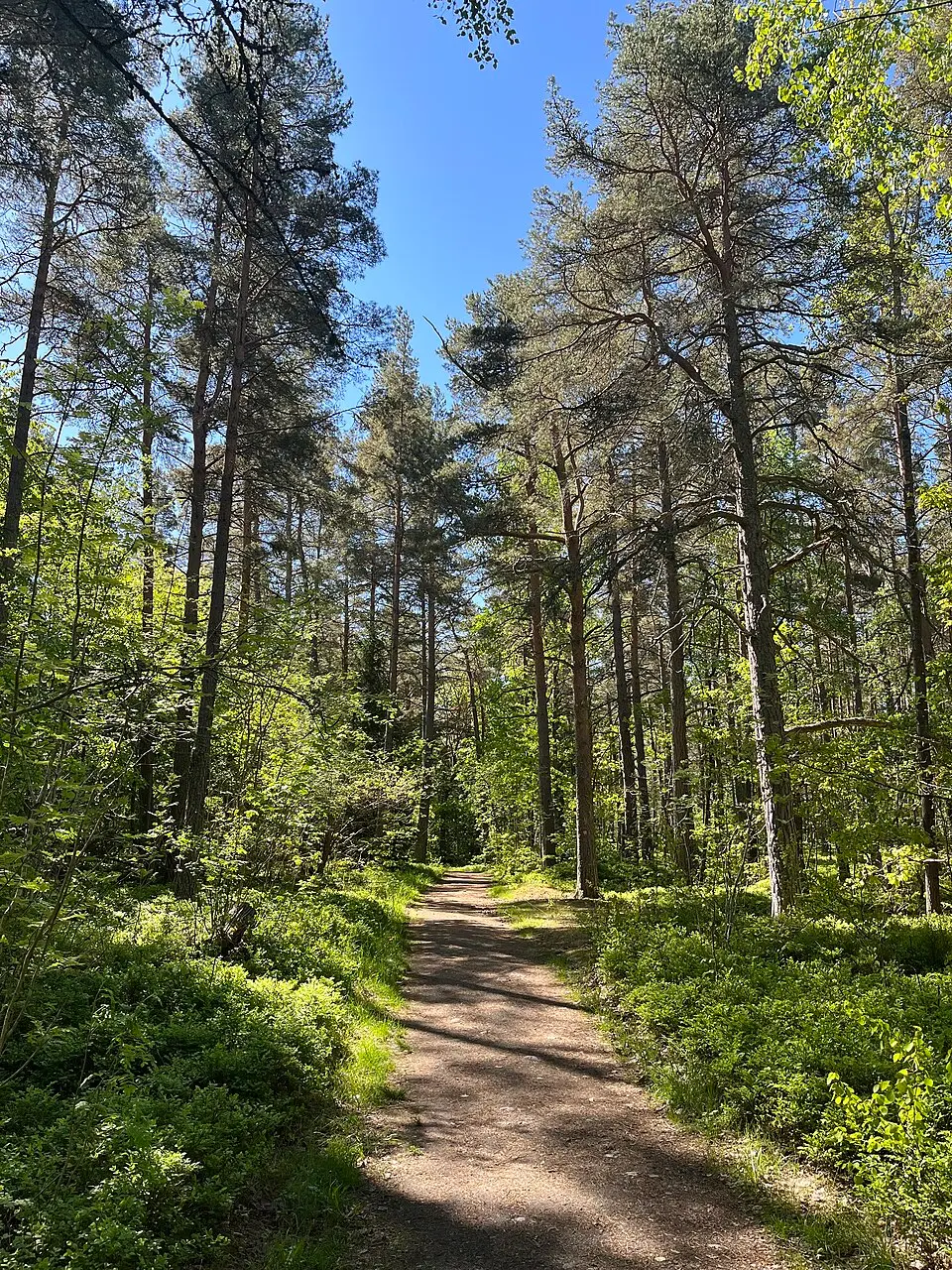 Vrinneviskogen
