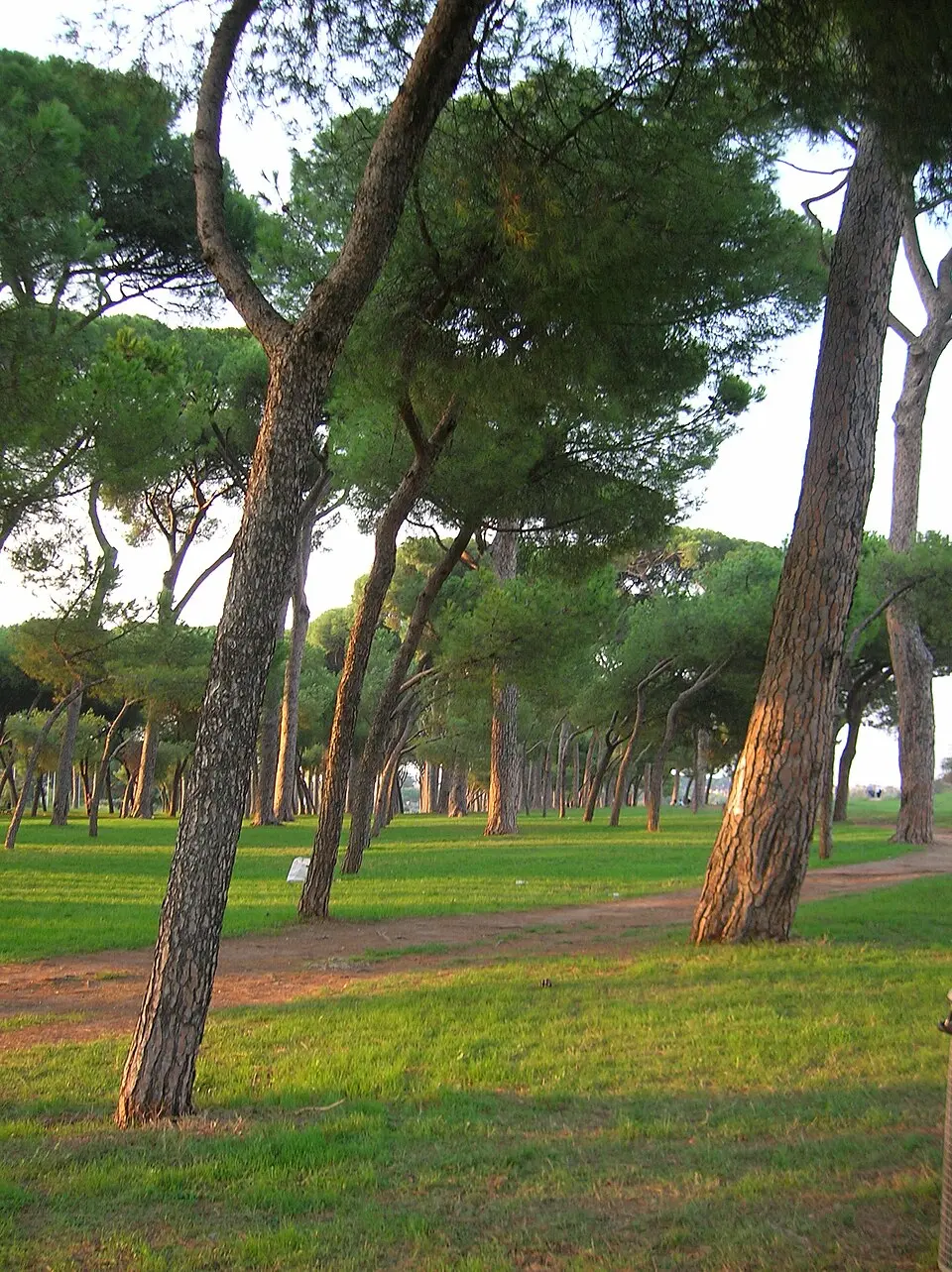 parco regionale urbano del Pineto