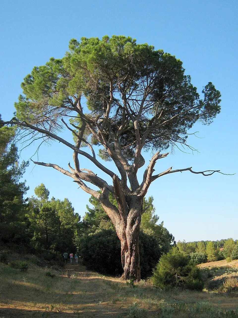 Alcadozo