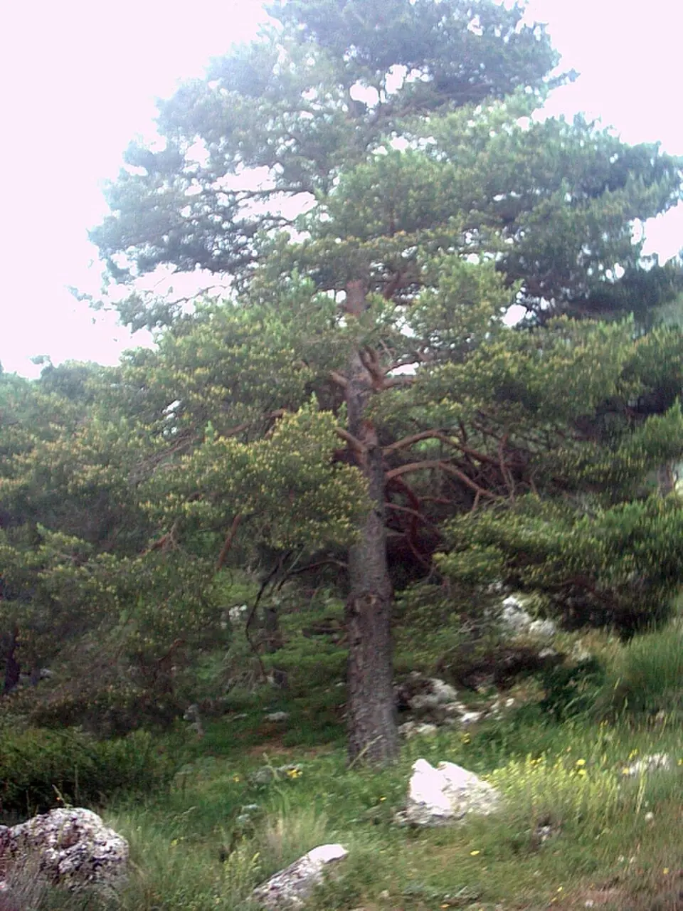 Sierra de la Alfaguara