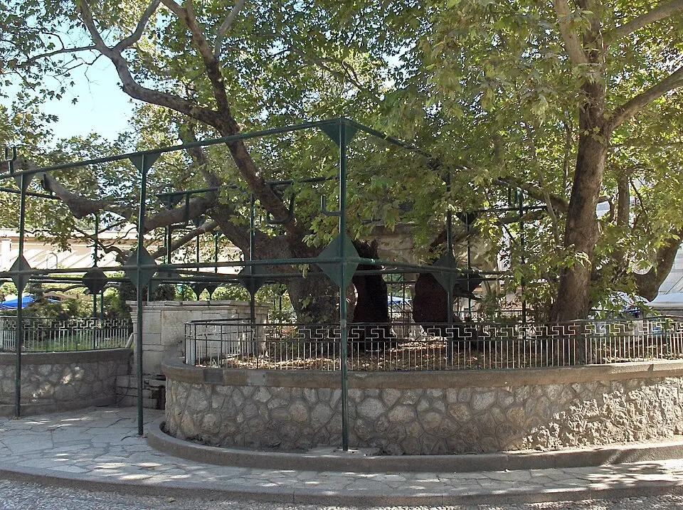 Πλάτανος του Ιπποκράτη