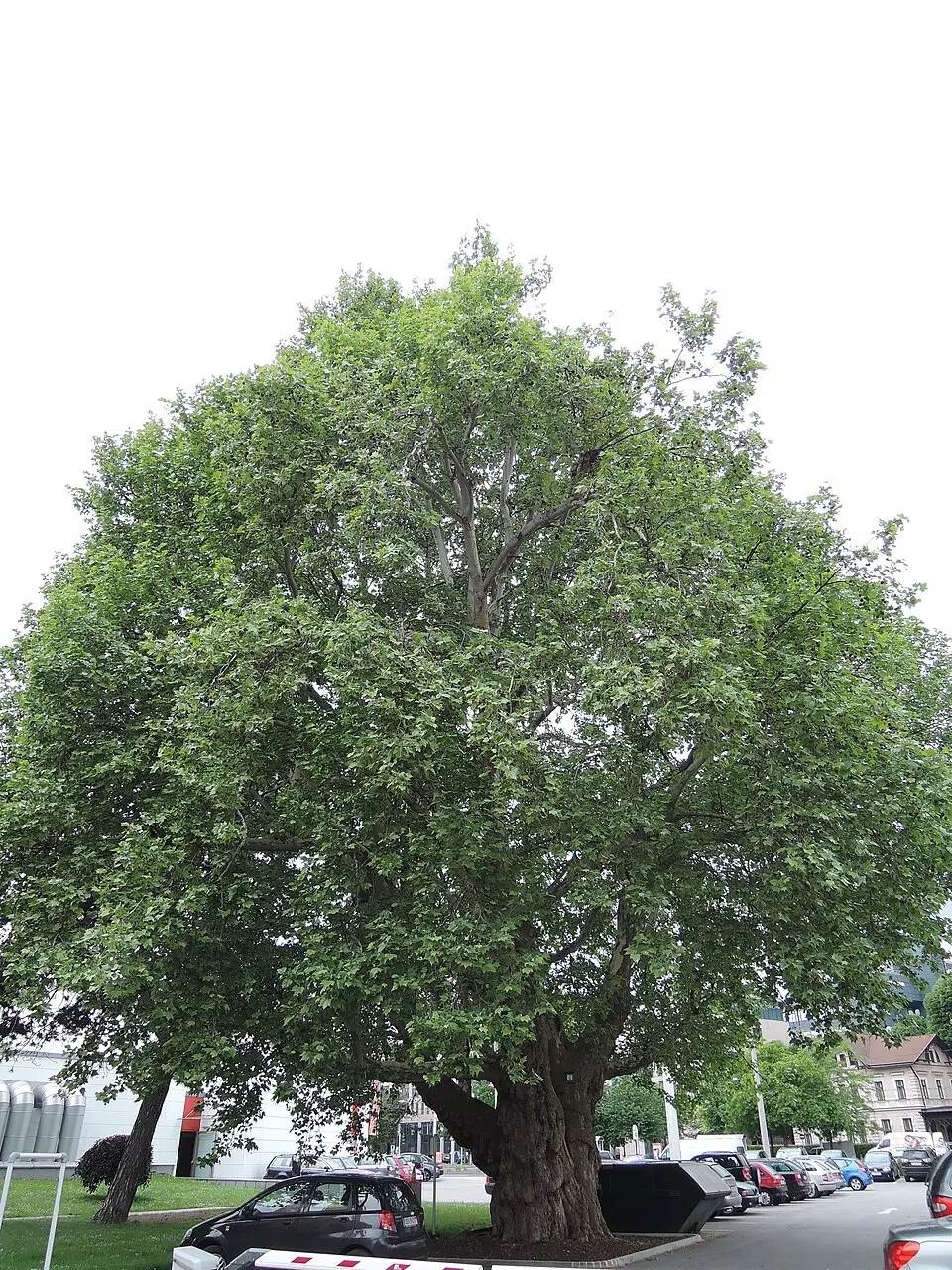 Platane von Linz