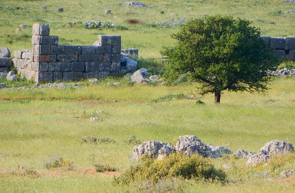 Plateja