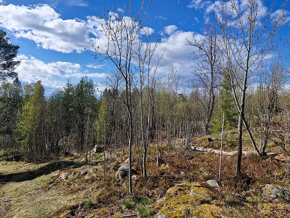 Plintsbergs naturreservat