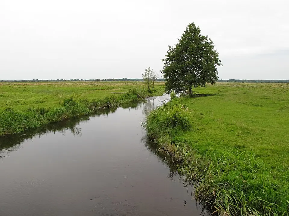 Ślina