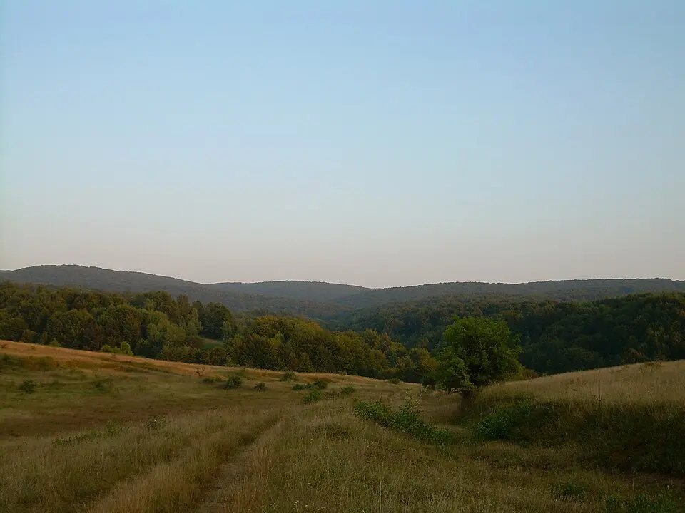 Чемерник