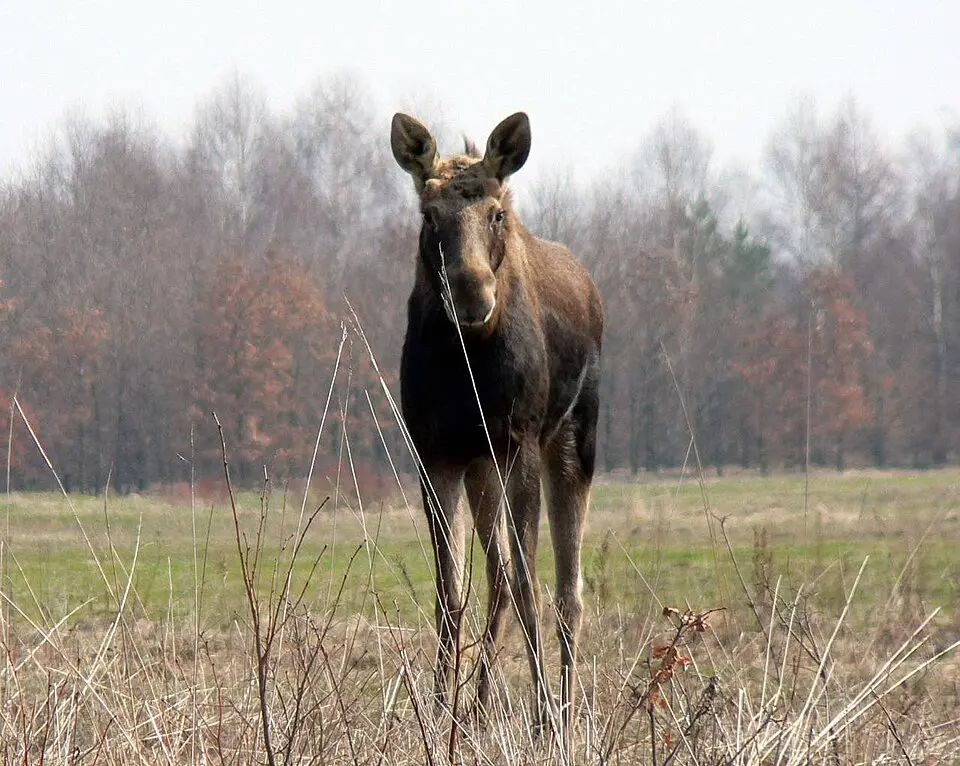parc national de Kampinos