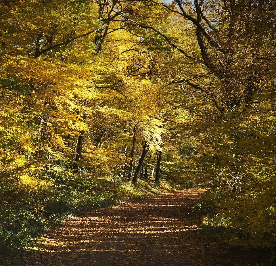 Saint-Bonnet-Tronçais