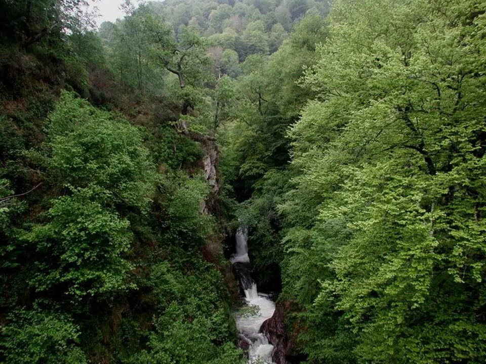 Saja