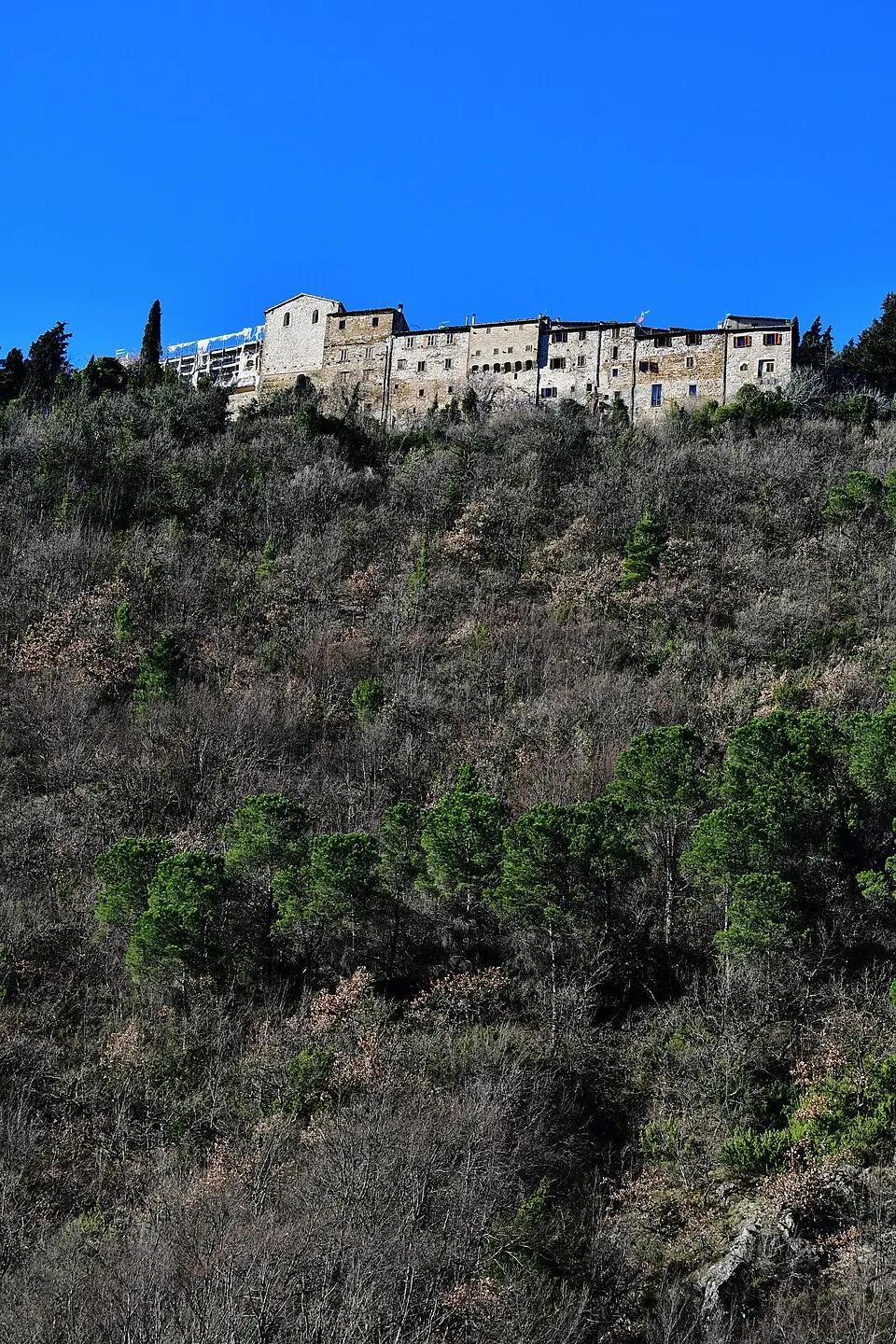 Avacelli