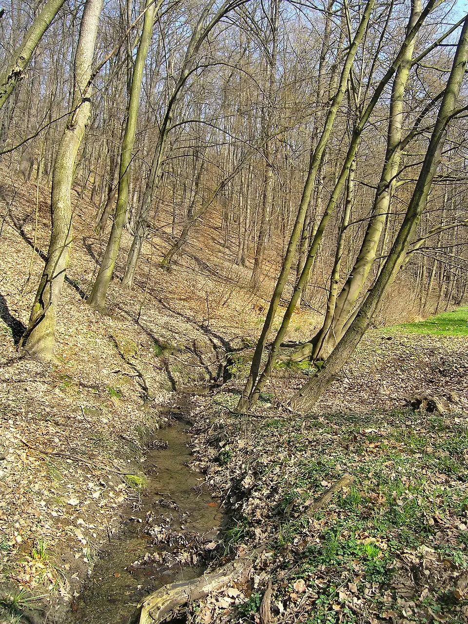 Kunraticko-michelský les