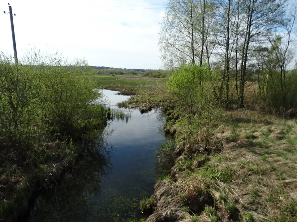 Daugyvenė