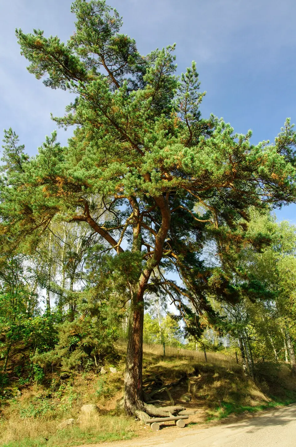 Pozorka