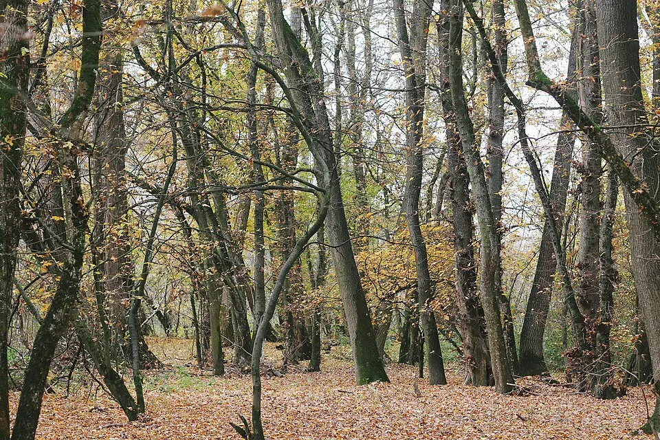 Raškovský luh
