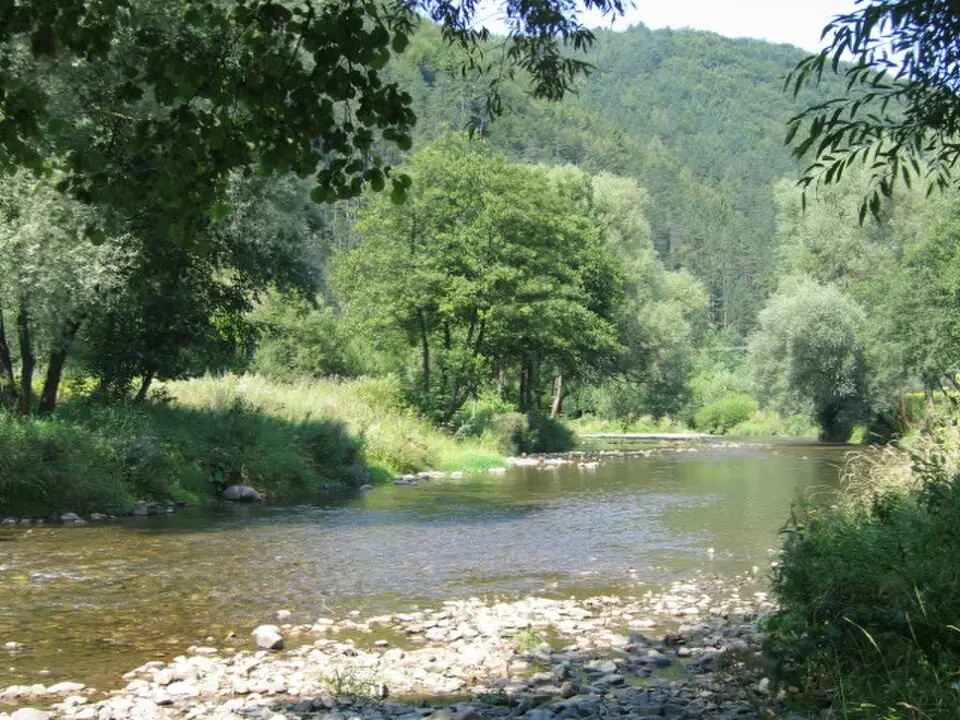 Rajčanka