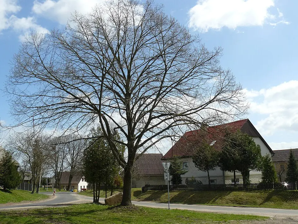 Rakov