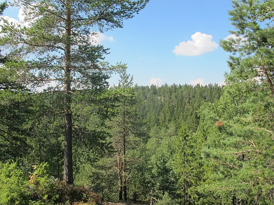 Barlindåsen