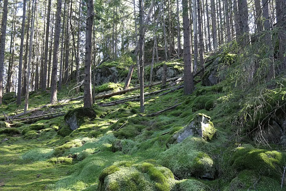 Ranebo naturskog