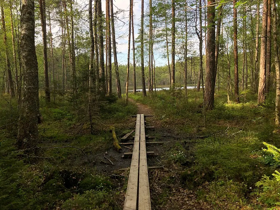 Råbyskogen