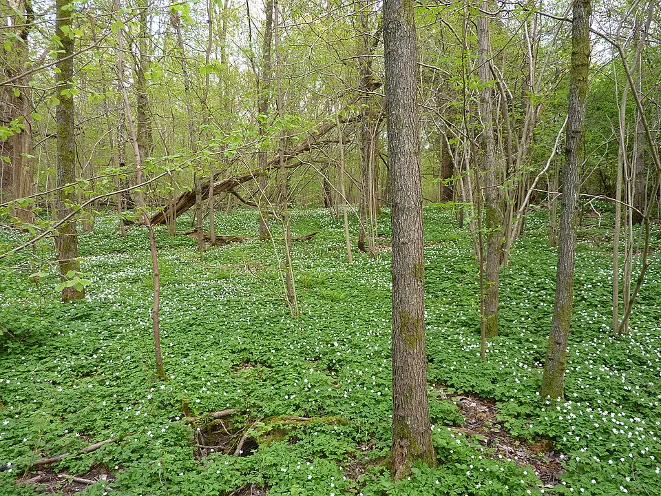 Rådasjöns naturreservat
