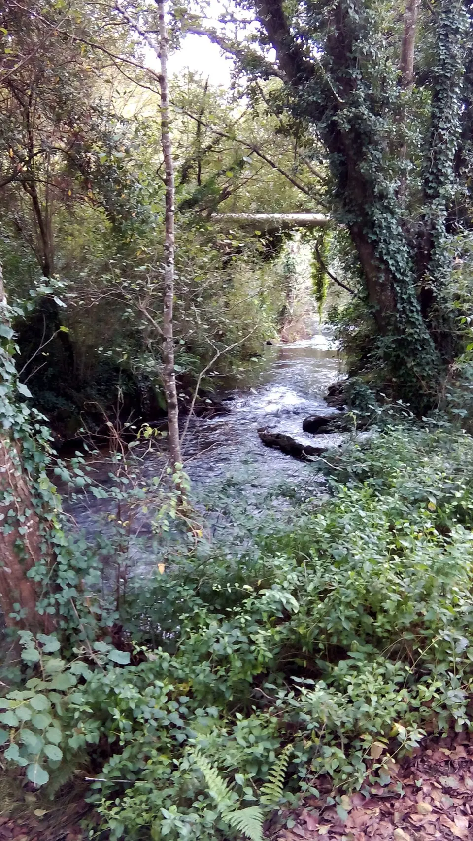 Coiro