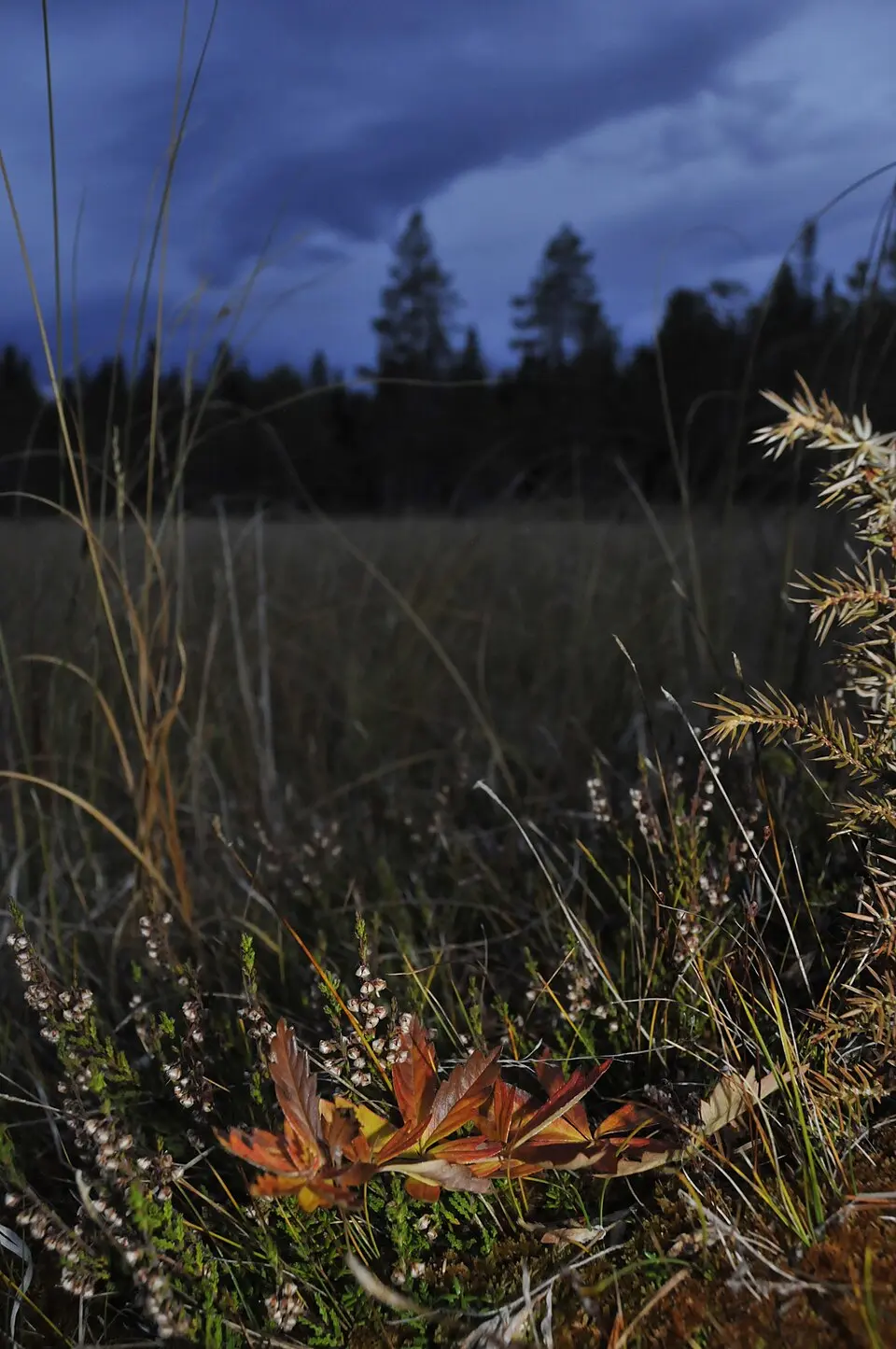 Rödmyrmyrens naturreservat