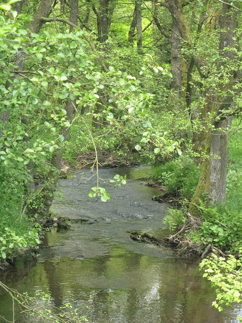 Rechterbach
