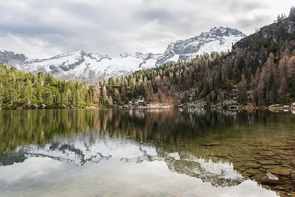 Reedsee