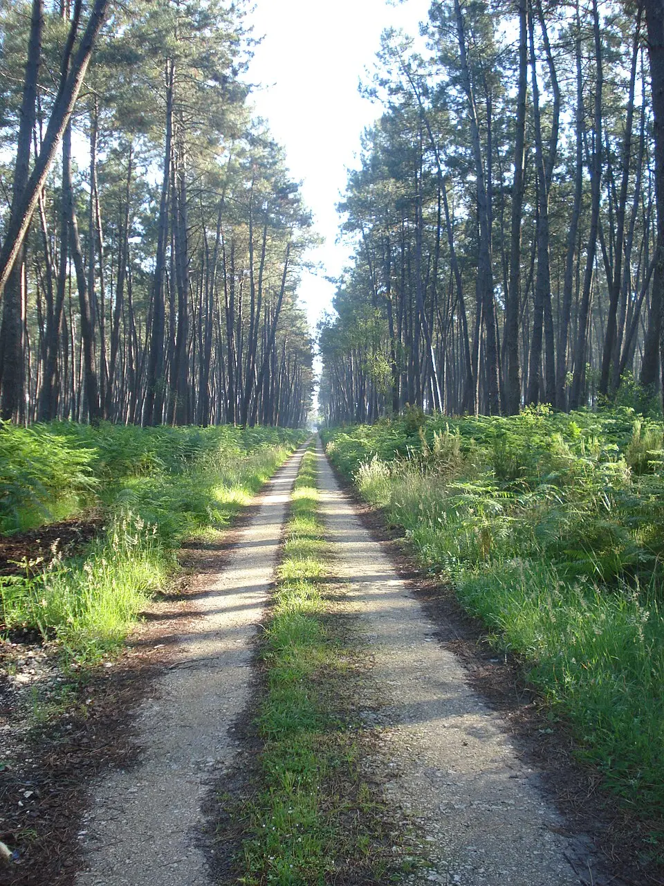 Regionaler Naturpark Landes de Gascogne