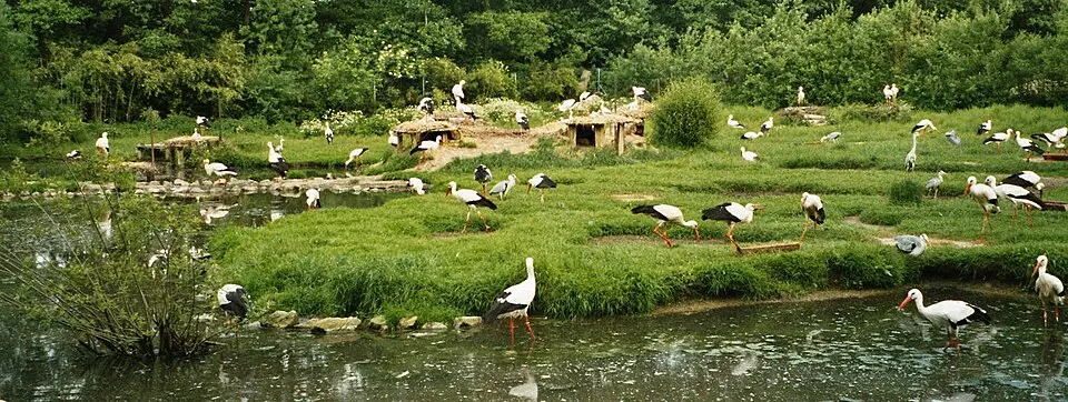 Bild: Corradox · CC BY-SA 3.0 NaturZoo Rheine