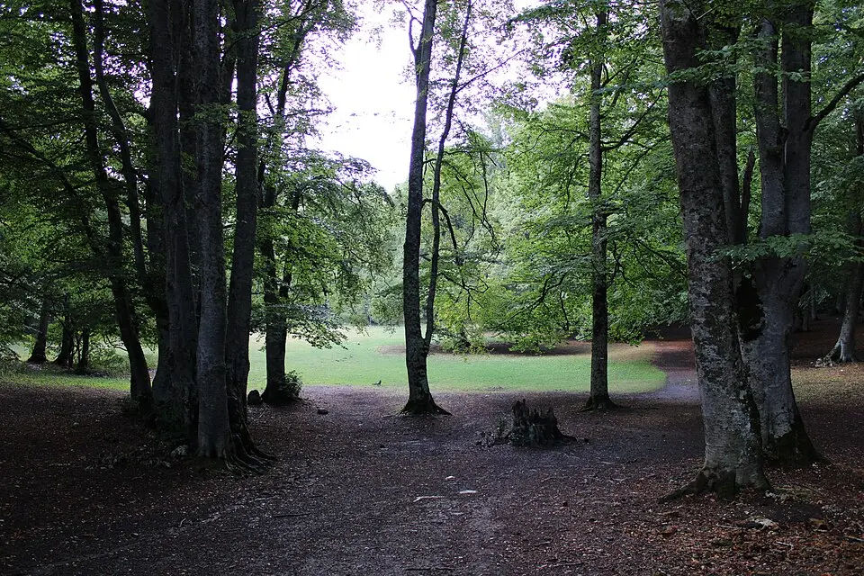Riserva regionale Bosco di Sant'Antonio