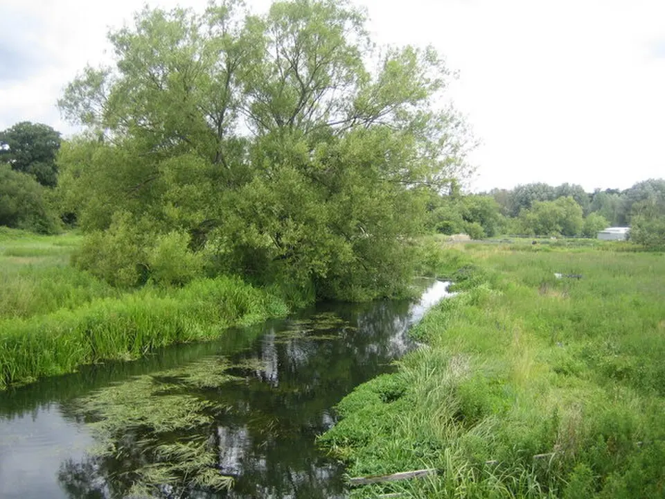 River Beane
