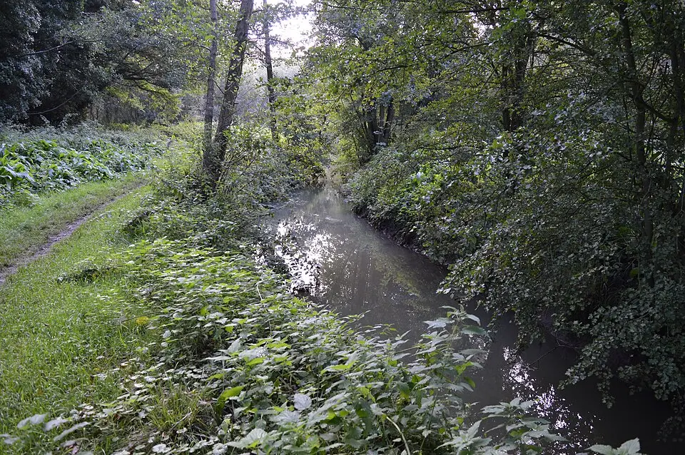 Flitwick Moor