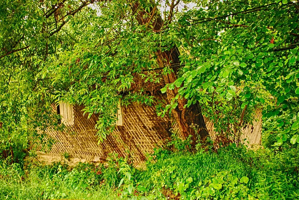 Cătina