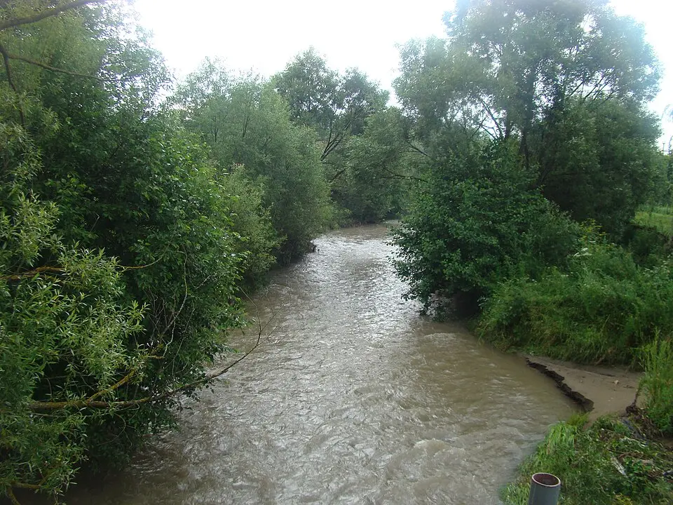Cașin, Negru